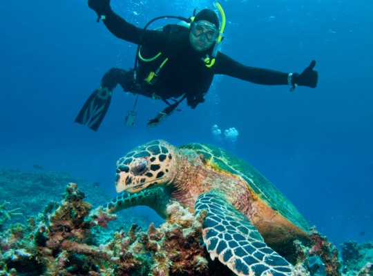 Timanfaya Reef
